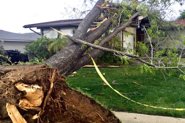 natural-disasters-effect-on-property-a-tree-falls-2025-03-09-12-46-05-utc